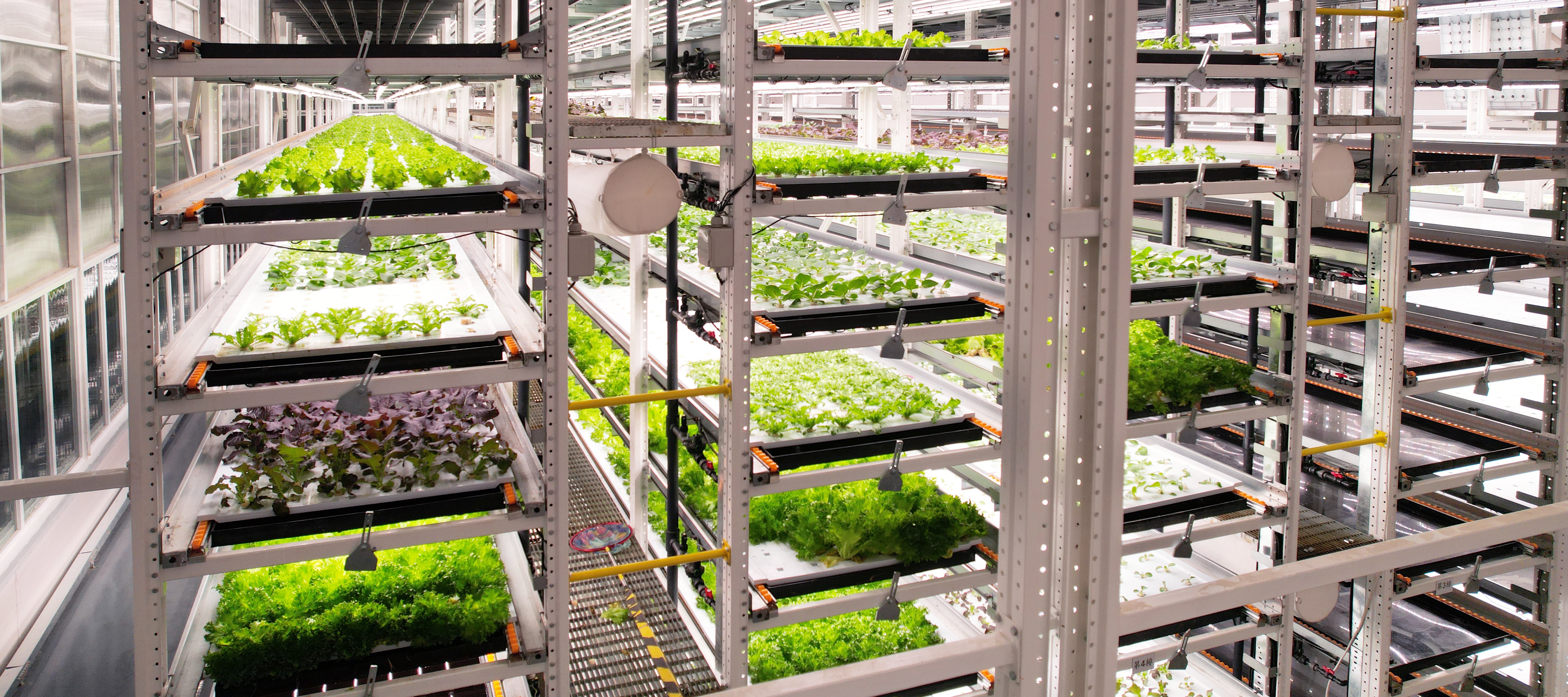 CQ9电子植物工厂蔬菜20231206 (2)_看图王.JPG